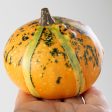 Assorted Artificial Pumpkins & Gourds: Orange & Yellow (Bag of 8) Fashion